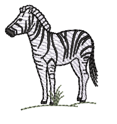 Zebra RQ 02